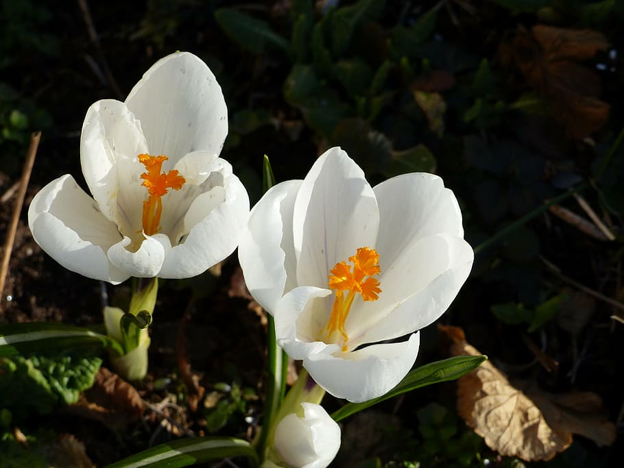 crocus, flowers, spring, white, leaf, garden, colors, nature HD wallpaper