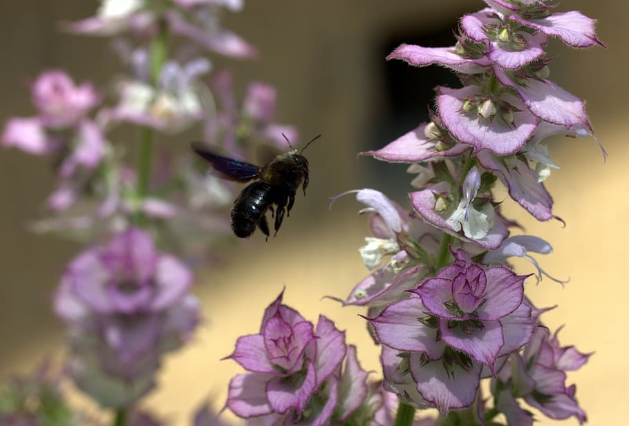 bee, flight, pollination, insecta, flower, nature, flowering plant HD wallpaper