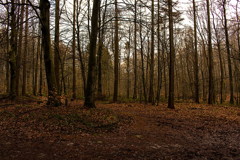 forest, trees, nature, landscape, autumn, bark, wood, fall color HD wallpaper