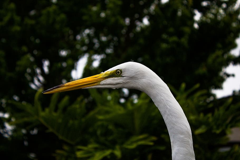 orange peaked white swan, white animal, Great Egret, bird, nature HD wallpaper