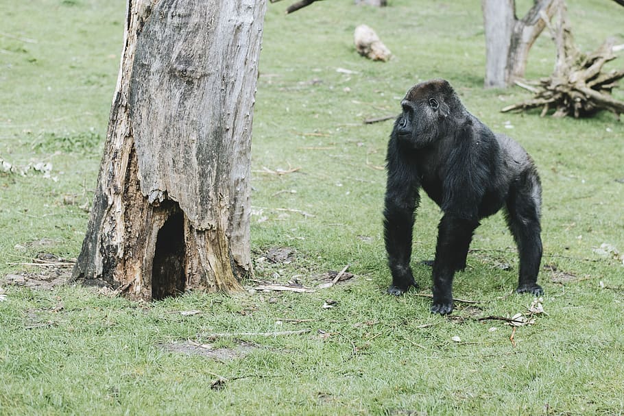 monkey standing beside tree, gorilla, zoo, captive, wildlife HD wallpaper