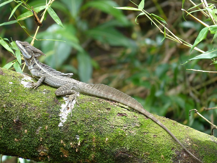 basilisk, basiliscus basiliscus, pacific coast, lizard, brown HD wallpaper