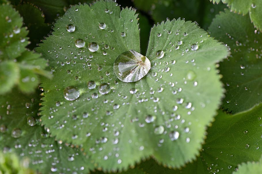 silver coat, plant, leaf, raindrop, drop of water, green, close HD wallpaper