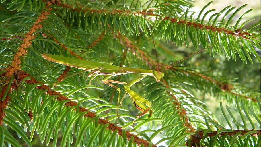 mantis, insect, macro, nature, discretion, green, green color HD wallpaper