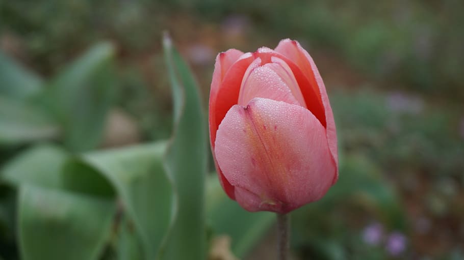 tulips, flowers, spring, pink, blooms, nature, plant, pink Color HD wallpaper