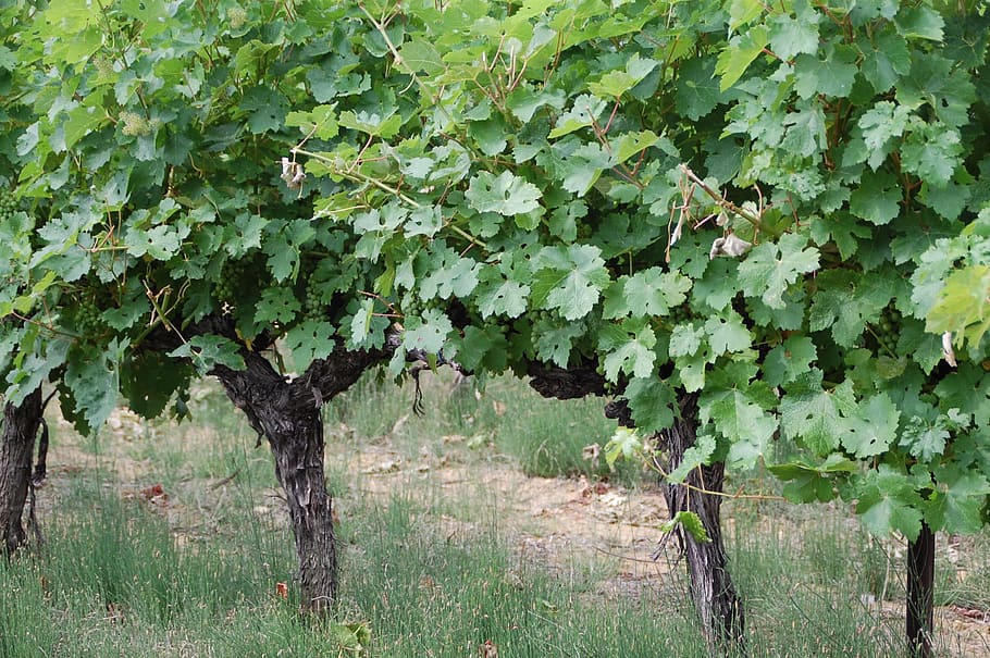 Vines, Grapes, Vineyard, nature, green color, no people, day HD wallpaper
