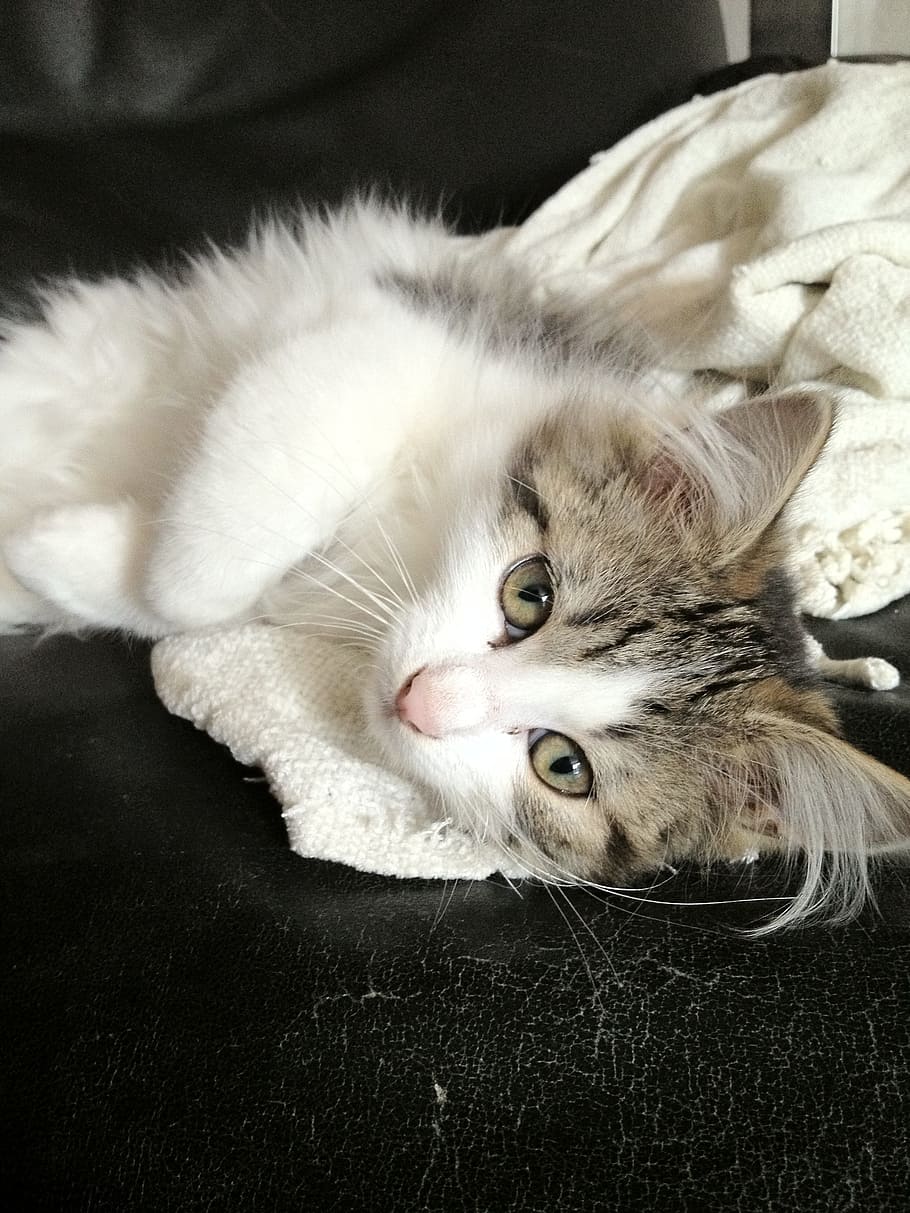 cat, animals, pets, domestic cat, domestic animals, mammal HD wallpaper