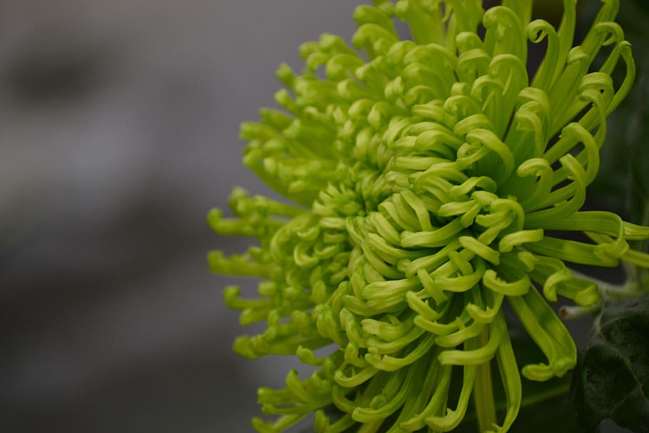 Blossom, Bloom, Green, Spring, Plant, close, macro, green color HD wallpaper