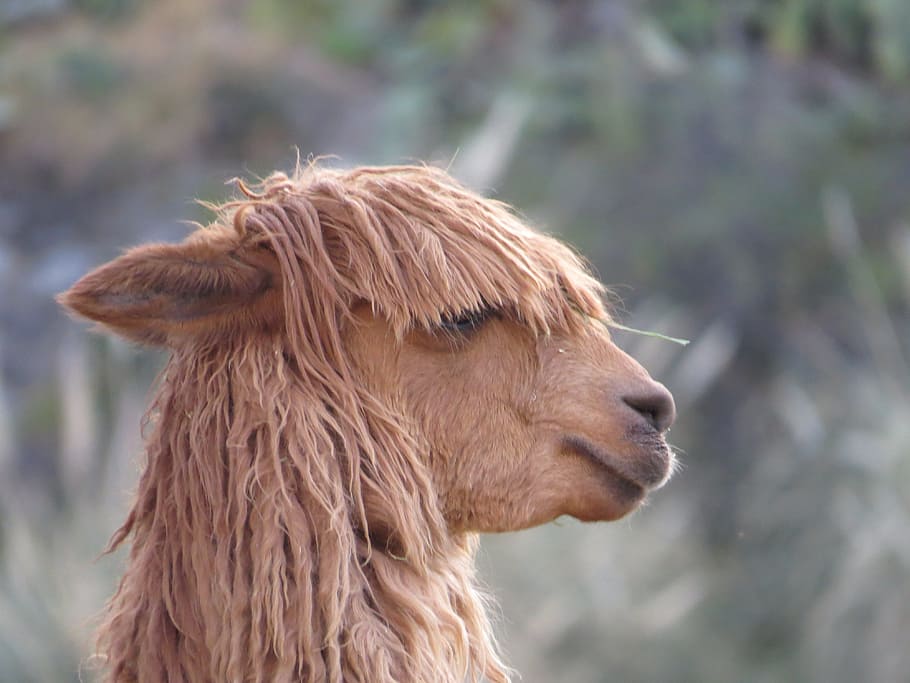 alpaca, peru, plateau, animal themes, mammal, one animal, domestic animals HD wallpaper