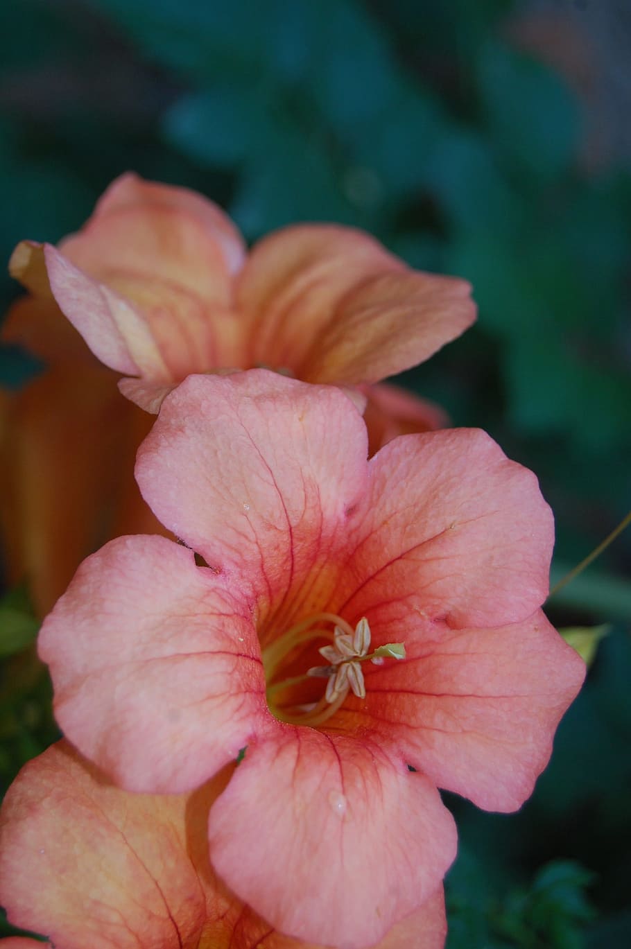 flower, is, best, flowering plant, fragility, vulnerability HD wallpaper