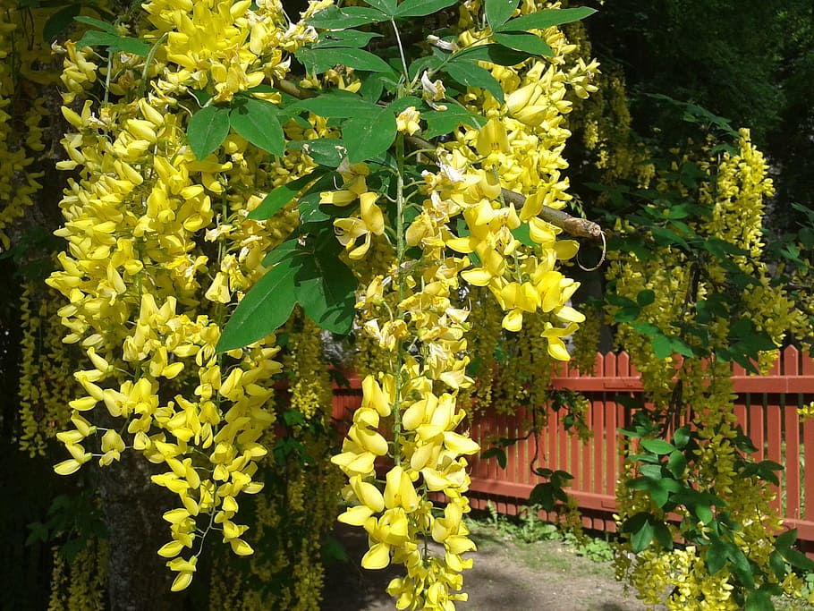 Laburnum, Plants, Spring, growth, flower, no people, outdoors HD wallpaper