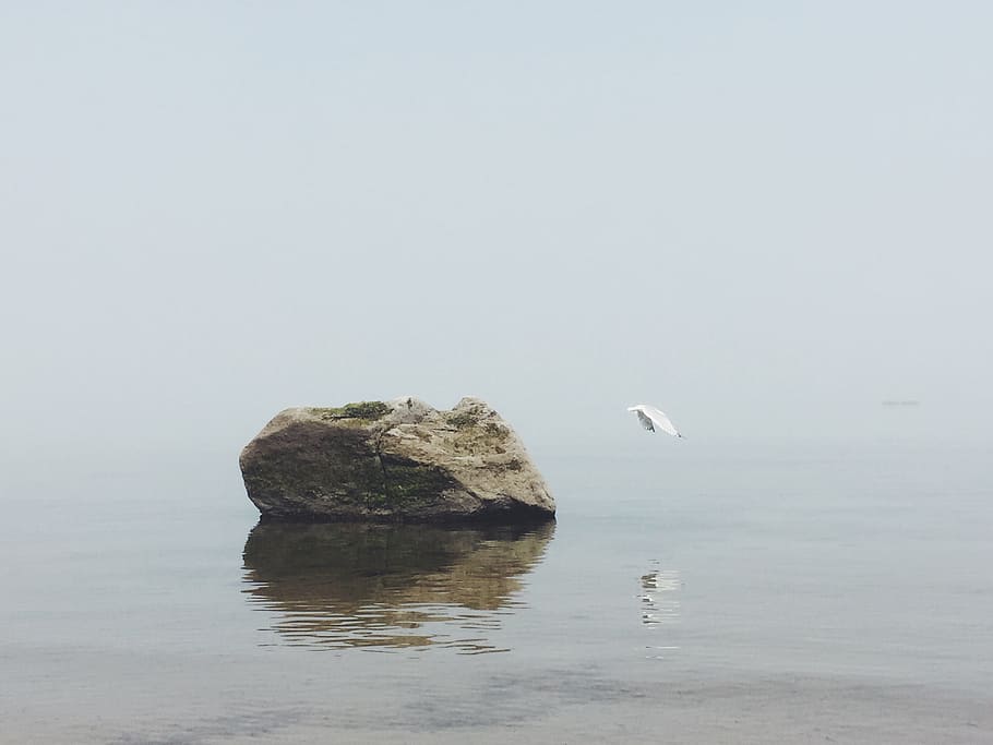 brown rock in the sea with white bird during daytime, flying white bird above water surface HD wallpaper