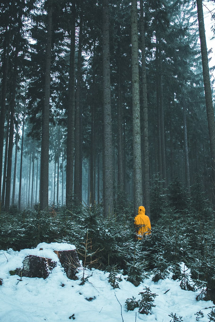 person in yellow hoodie in woods during daytime, person standing on snow covered forest HD wallpaper