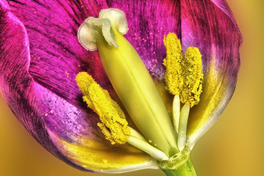 tulip, flower, hdr, spring, floral, nature, spring flower, blossom HD wallpaper