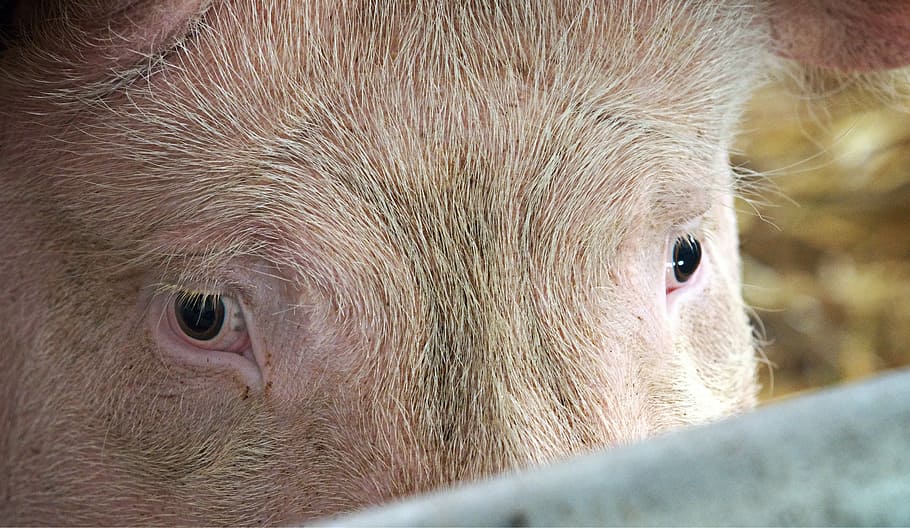 macro photography of pig, hog, eyes, gaze, stare, gazing, staring