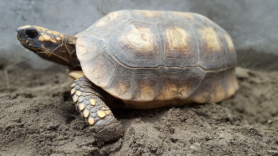 testudines, reptilia, turtle, shell, nature, food, animal, wild HD wallpaper