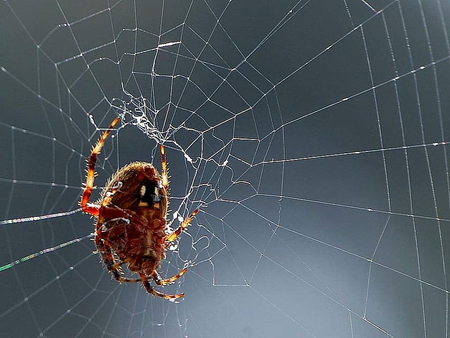 spider webs, spiders, bugs, insects, animals, fauna, animal themes HD wallpaper