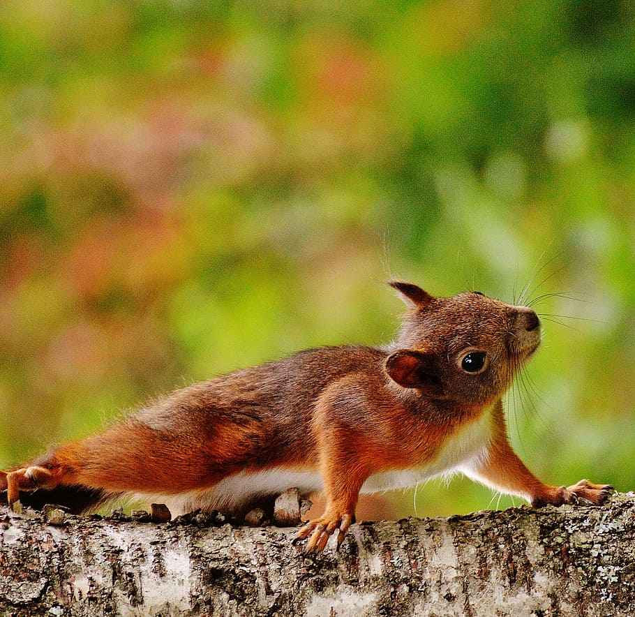 brown and white rodent on gray wood in close-up photography HD wallpaper