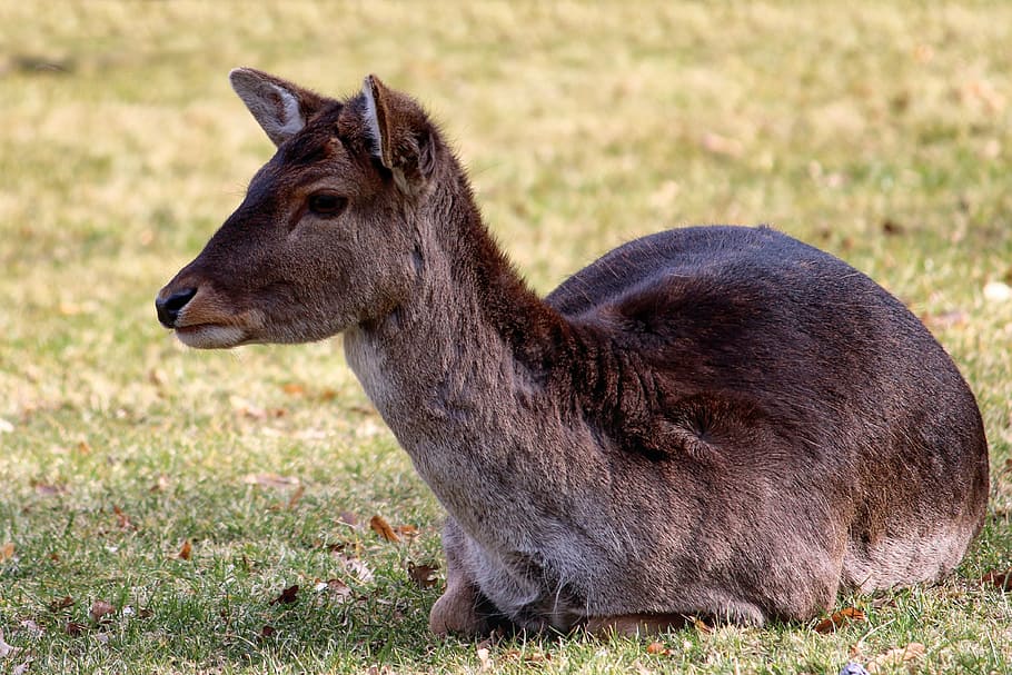 roe deer, fallow deer, lying, meadow, nature, animal, wild HD wallpaper