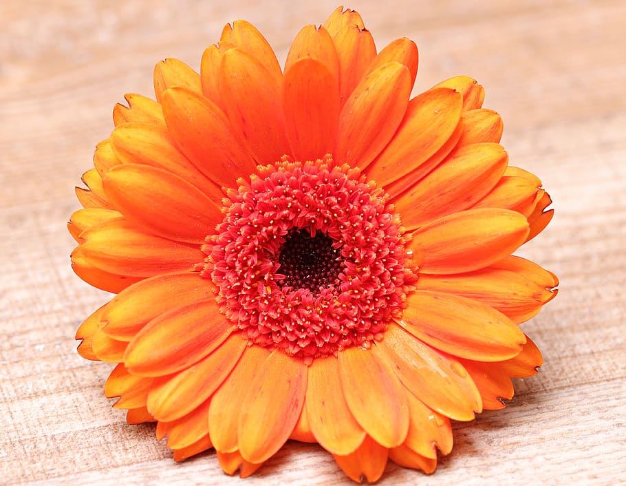 orange gerbera daisy flower in closeup photography, blossom HD wallpaper
