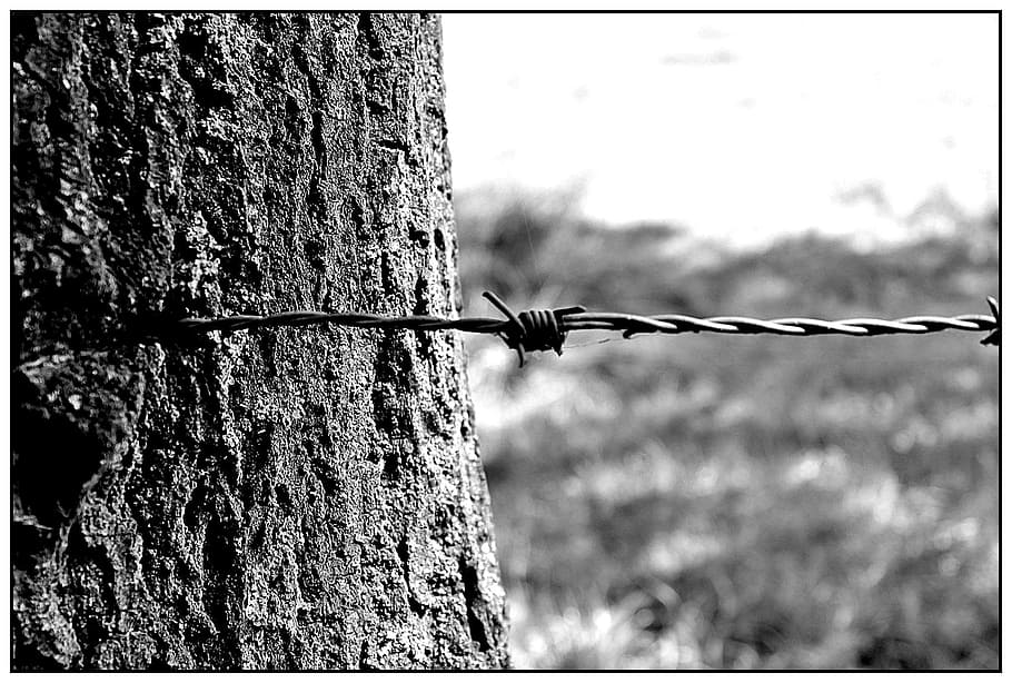 barbed wire, fence, metal, thorn, limit, wiring, pointed, demarcation, HD wallpaper