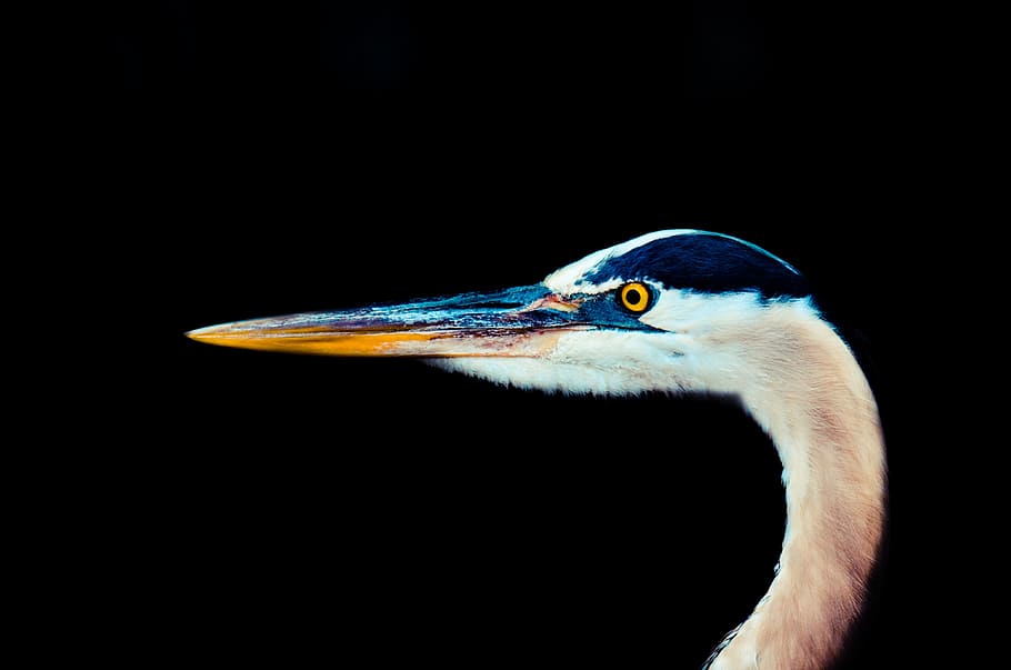 Aviary, Bird, Beak, Neck, Animal, bill, pet, wild, wildlife HD wallpaper