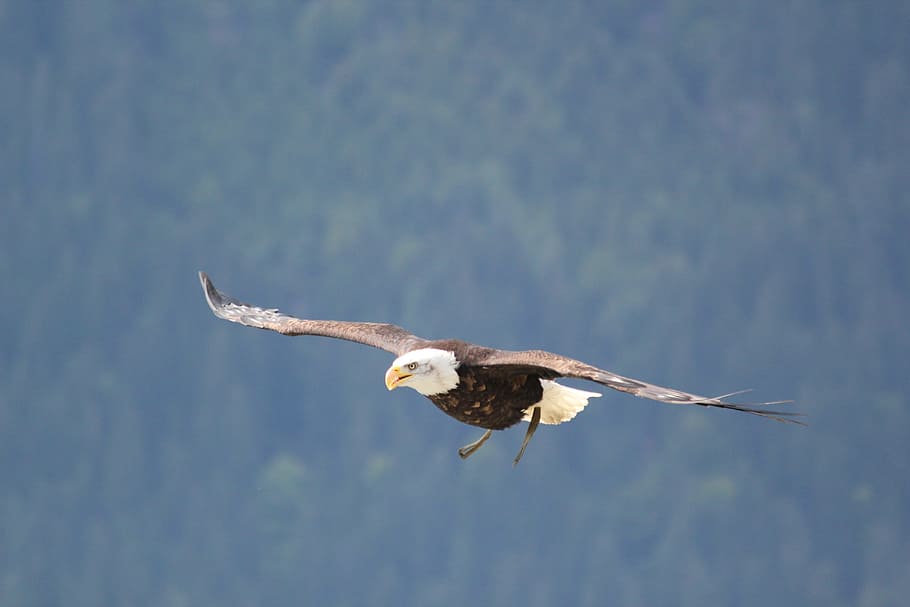 Bald Eagle on mid air during daytime, birds, navy eagle, one animal HD wallpaper