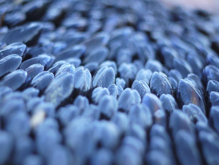 mussels, shell, éclade, crustaceans, kitchen, home made, power HD wallpaper