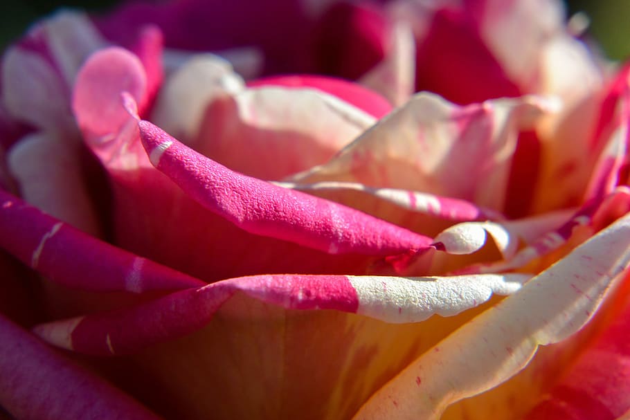 Macro, Close, Blossom, Bloom, rose, flower, spring, pink, nature HD wallpaper