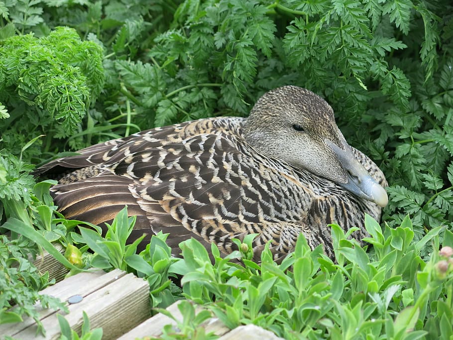 eider, duck, bird, beak, waterfowl, nesting, wildlife, female HD wallpaper