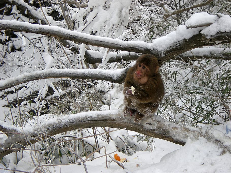 monkey, snow, winter, cold temperature, tree, plant, nature HD wallpaper