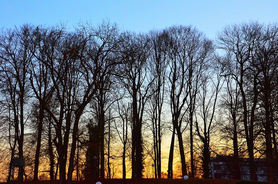 Evening, River, Bank, Mood, Forest, trees, winter, contrast, HD wallpaper