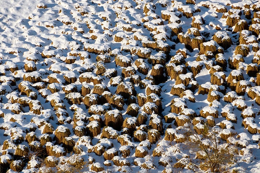 snow, meadow, winter, ground, frozen, nature, white, blue, outdoors HD wallpaper