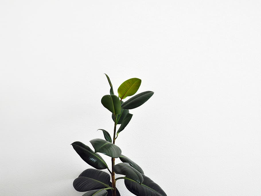 green rubber plant with white background, green rubber plant beside white painted wall