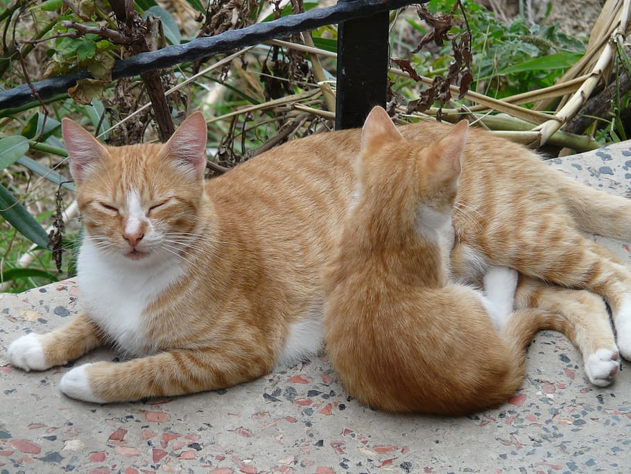 two orange tabby mix cat and kitten during daytime, cat mother