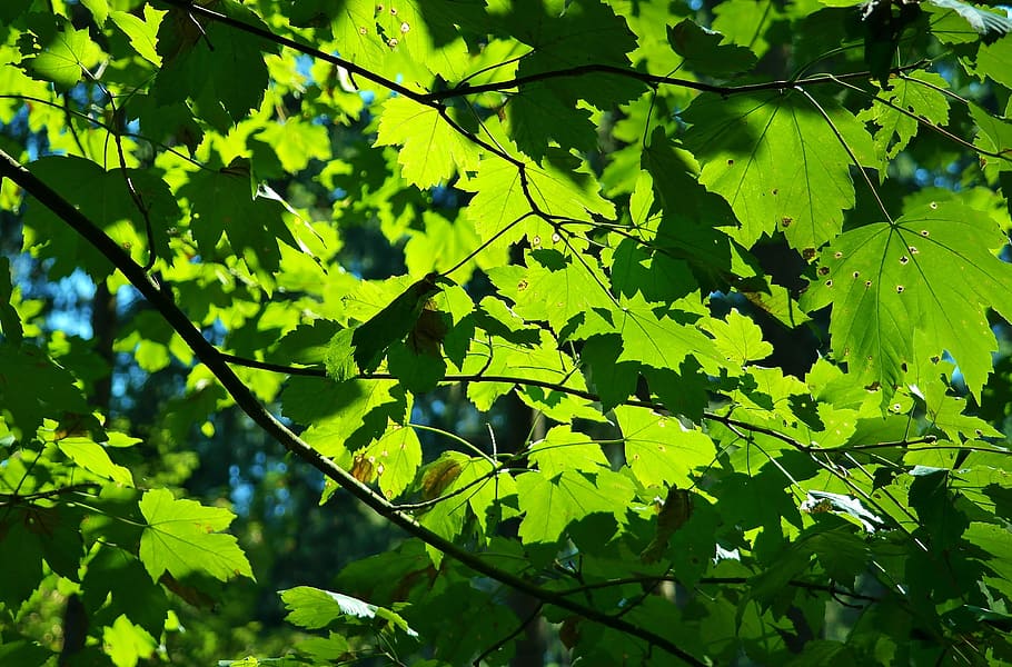 green leaf tree, maple, leaves, colorful, nature, background HD wallpaper