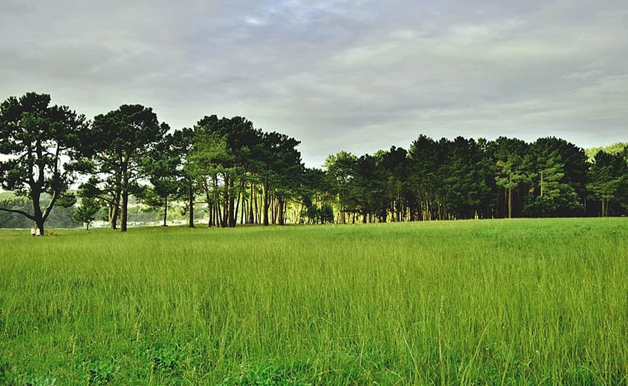 nature, prado, trees, green, plant, grass, landscape, green color HD wallpaper