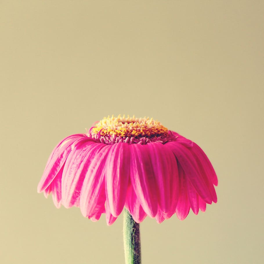 pink daisy flower in bloom close up photo, gerbera, withered HD wallpaper