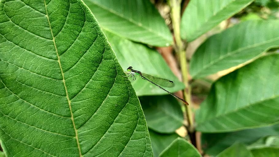 dragonfly, insect, wing, green, nature, garden, rajat malakar HD wallpaper