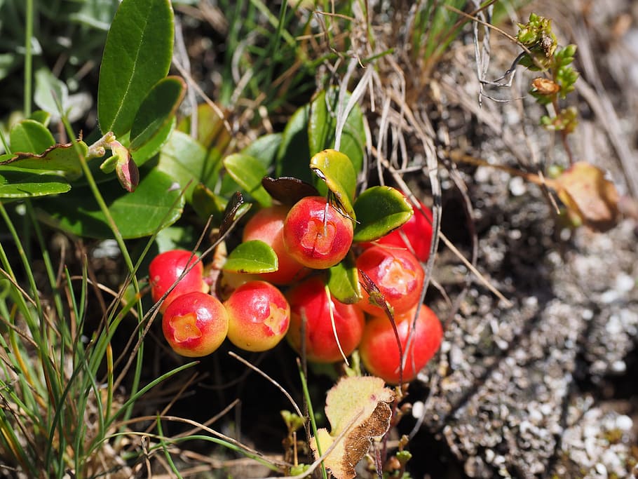 Vaccinium-type 1080P, 2K, 4K, 5K HD wallpapers free download