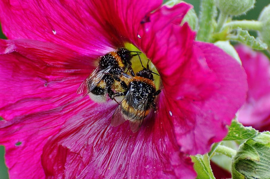 hummel, insect, pollen, blossom, bloom, nature, close, macro HD wallpaper