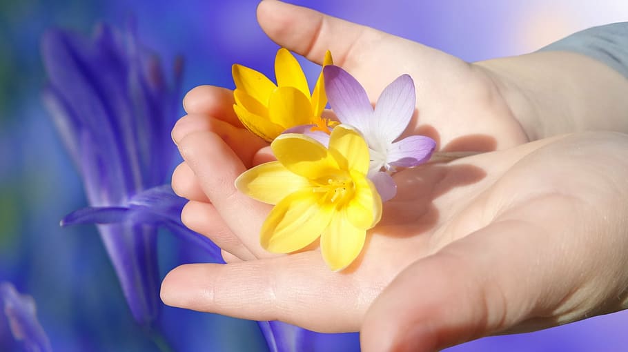 two yellow and purple flowers on hands, crocus, bloom, beautiful HD wallpaper