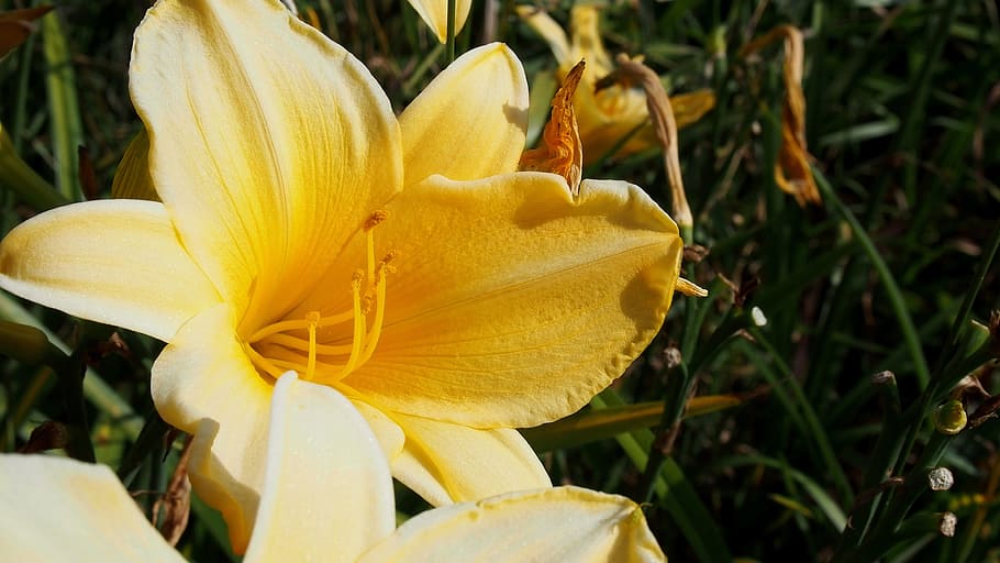 daylily, daylilies, flower, nature, garden, yellow flowers, HD wallpaper