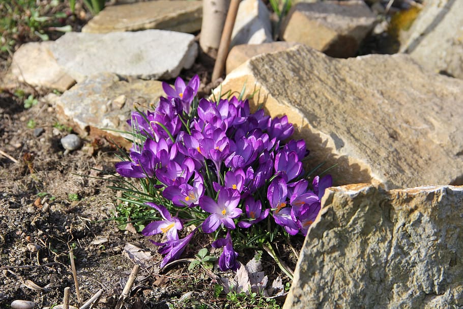 Crocus, Spring Flowers, Spring, Flowers, early bloomer, garden HD wallpaper