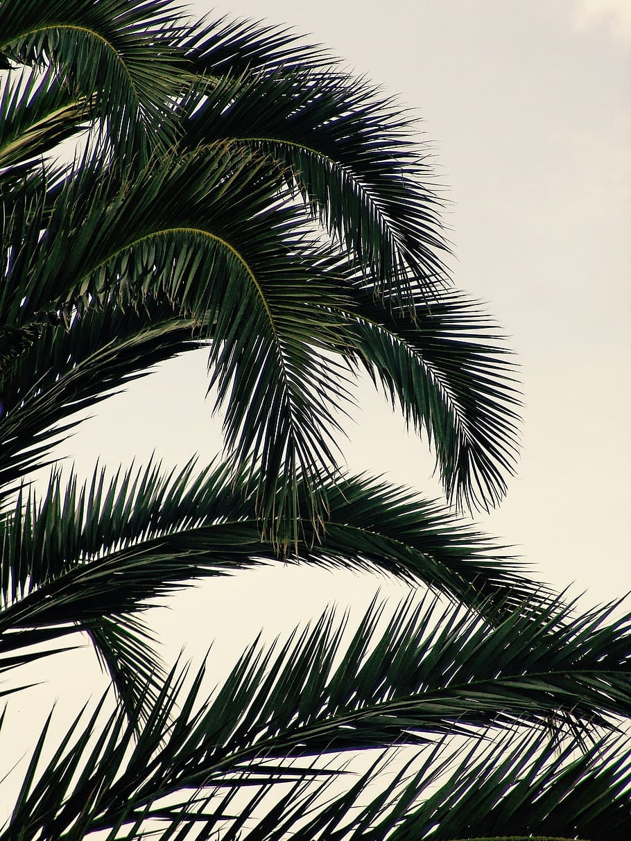 sky, tree, blue, summer, heat, nature, palm tree, growth, tropical climate HD wallpaper