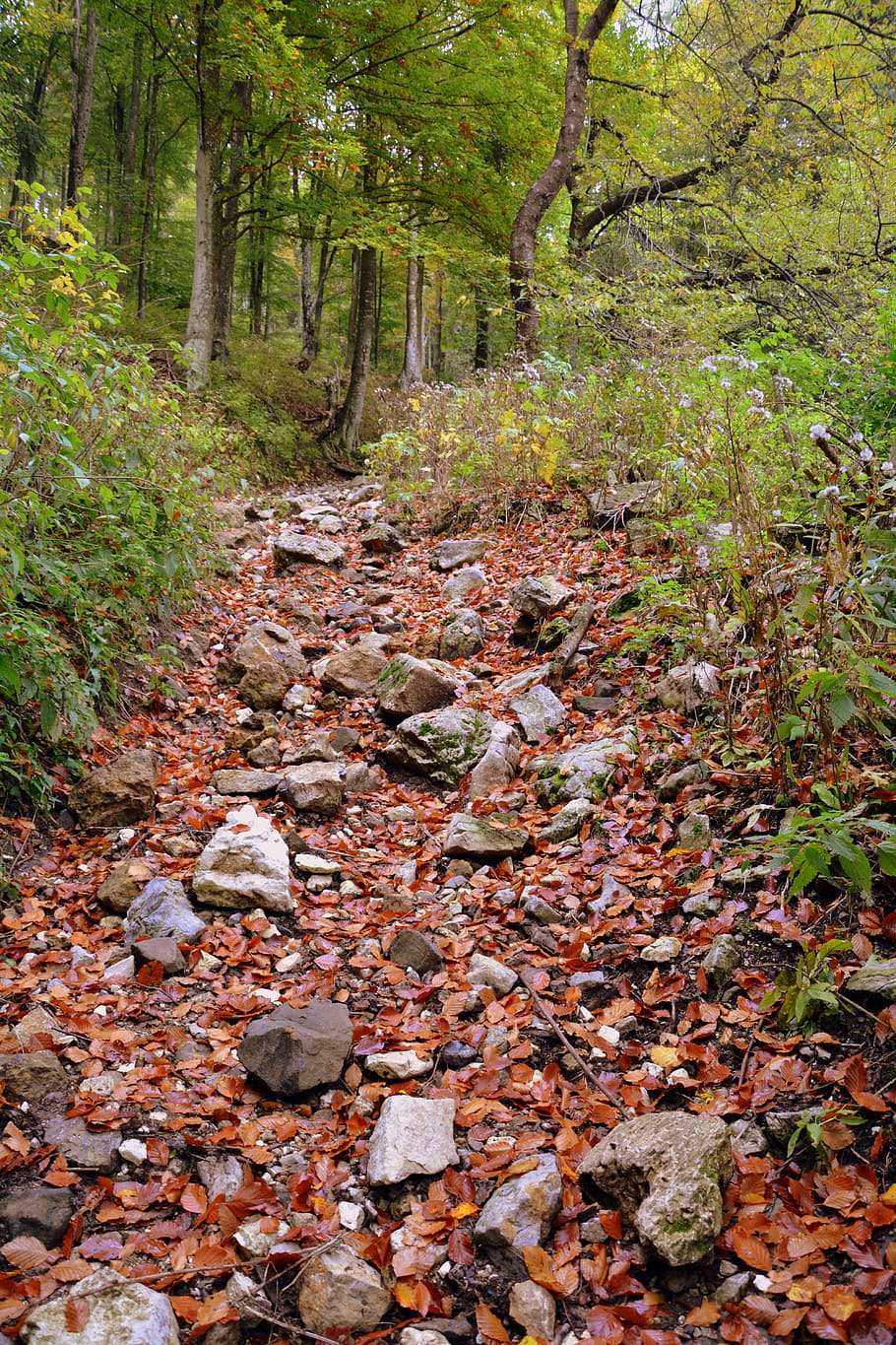 trail, forest, autumn, excursion, mountain, the european path, HD wallpaper
