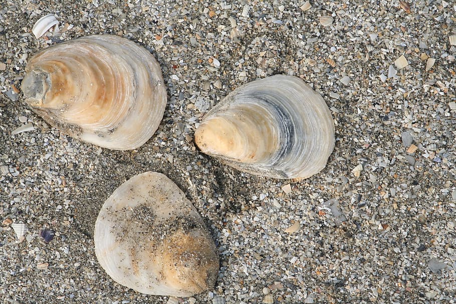 beach, side, shell, sand, nature, land, no people, seashell HD wallpaper