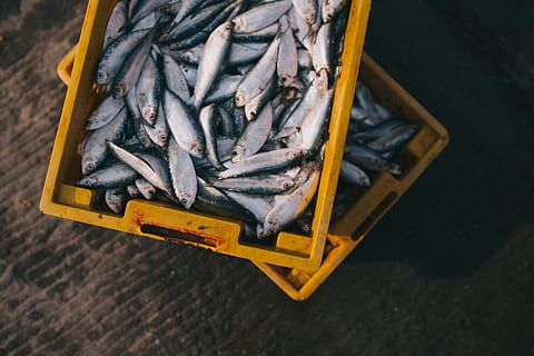 gray fish on yellow trays, catch, box, market, fishing, food HD wallpaper