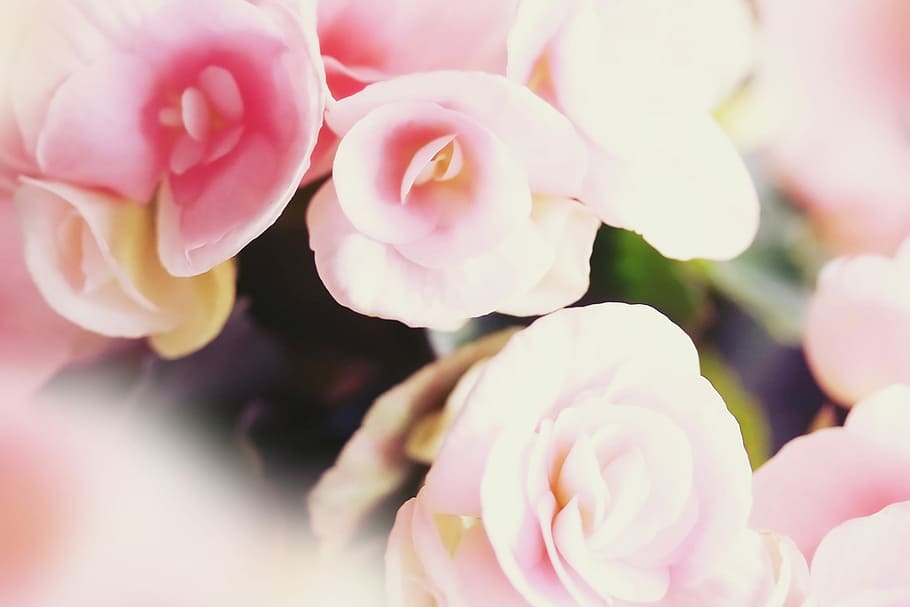 pink and white rose, pink Color, nature, flower, close-up, plant HD wallpaper