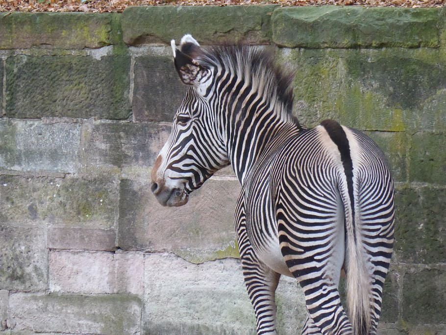 zebra, butt, drawing, animal, wild animal, black and white HD wallpaper